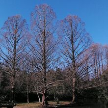 秋はメタセコイアの紅葉も綺麗です