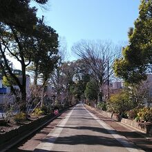 氷川参道