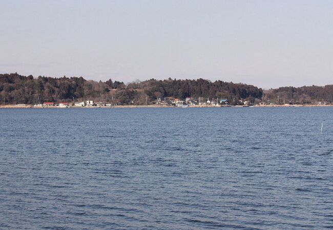 スズガモが見られました。