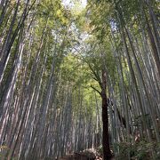 竹林の遊歩道