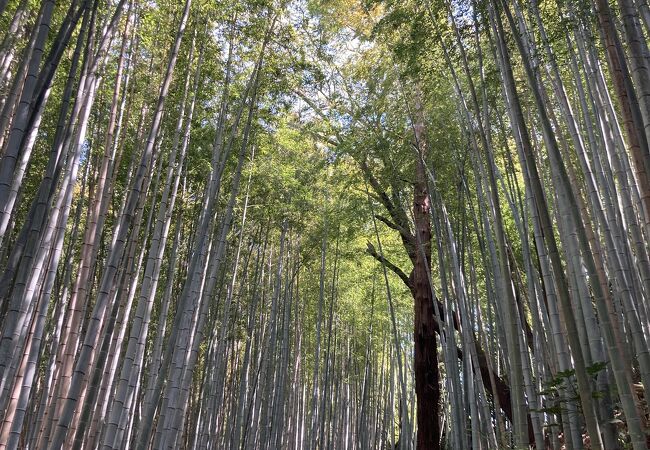 サムライの古径ひよどり坂