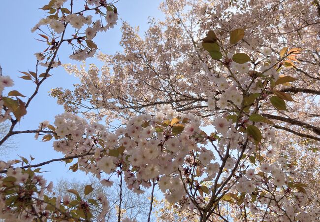 八重桜がきれいでした