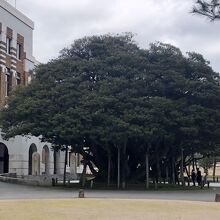 《石川県政記念しいのき迎賓館》「堂形のシイノキ」