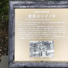 《石川県政記念しいのき迎賓館》「堂形のシイノキ」説明板