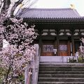 幻といわれる熊谷桜が綺麗な石上寺