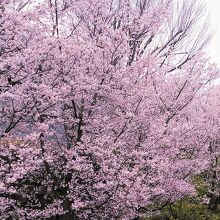 花はソメイヨシノのと比べ小さいです