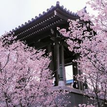 鐘楼に熊谷桜