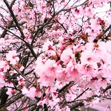八重の早咲きの桜