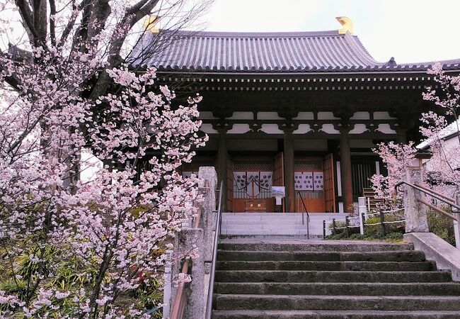 幻といわれる熊谷桜が綺麗な石上寺