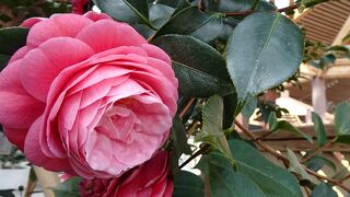 るるパーク(大分農業文化公園)