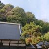 境内の松が立派な、足助街中のお寺。