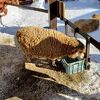 円山動物園 こども動物園