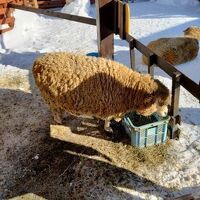 円山動物園 こども動物園