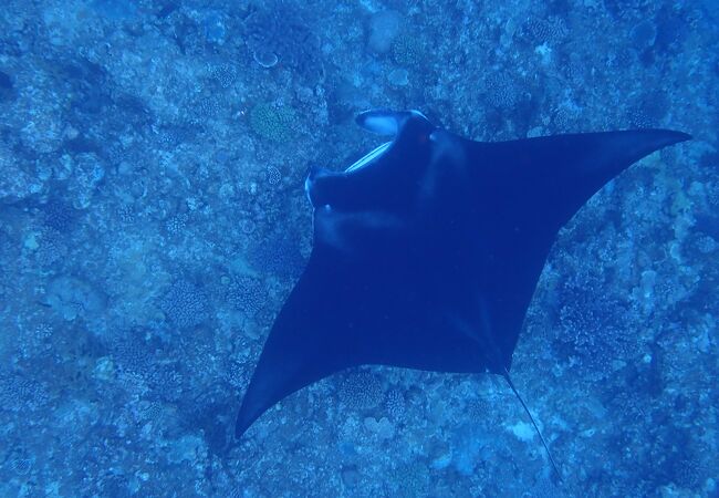 シュノーケリングでもマンタ見せて貰える