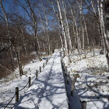 雪の積もった木道