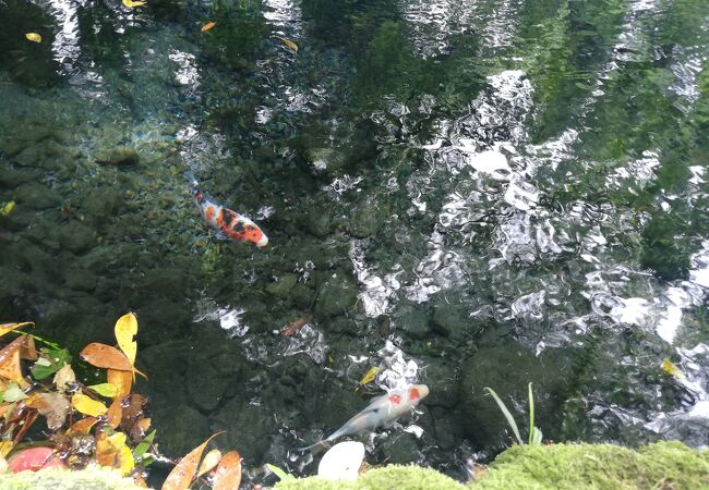 鳥居をくぐると見える静かな湧水