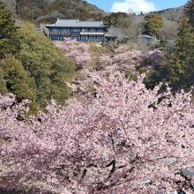 河津桜のシーズンも素敵です。