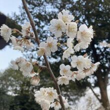 矢川神社