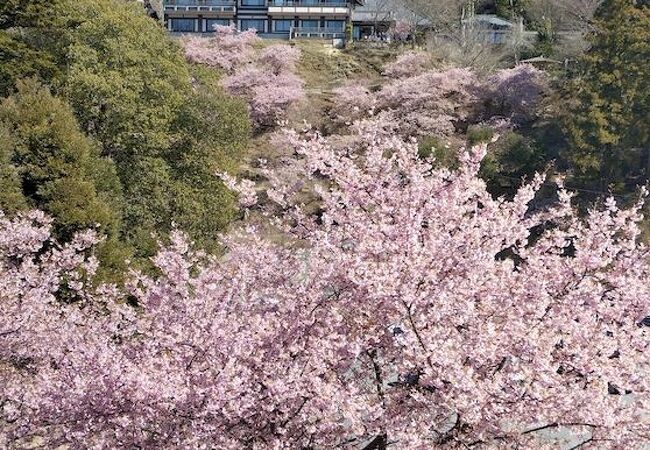 河津桜のシーズンも素敵です。