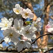 今年は遅咲きですが3月30日お花見楽しめます！