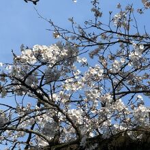 大宮公園の桜