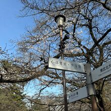 大宮公園の桜