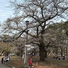 大宮公園の桜