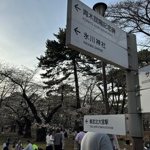 大宮公園の桜