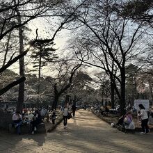 大宮公園の桜