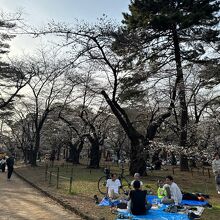 大宮公園の桜