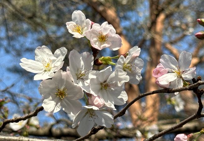 今年は遅咲きですが3月30日お花見楽しめます！