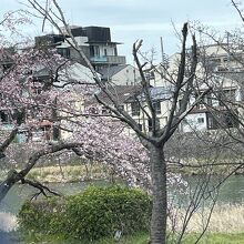 桜開花