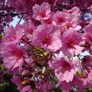 平和の使者　陽光桜　も見事です