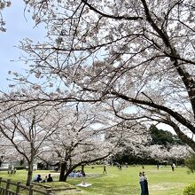 公園と桜