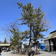 阿蘇神社 高砂の松