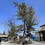 阿蘇神社 高砂の松