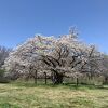 桜ウォーキング