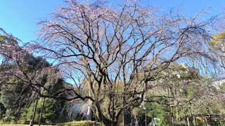 六義園 しだれ桜 