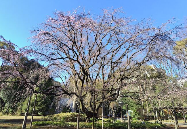 六義園 しだれ桜 