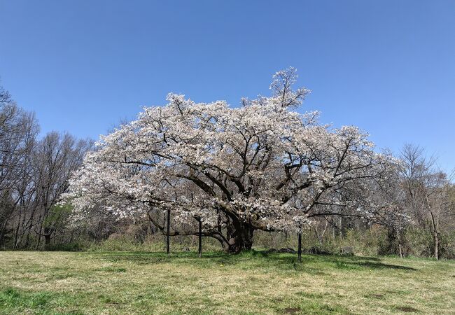 桜ウォーキング