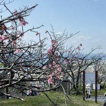 名護中央公園、桜と名護市街の景色。