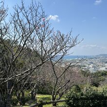 名護中央公園、桜と名護市街の景色。