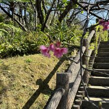 名護中央公園、名護城跡に続く階段と桜。