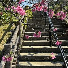 名護中央公園、名護城跡に続く階段と桜。
