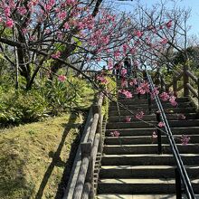 名護中央公園、名護城跡に続く階段と桜。