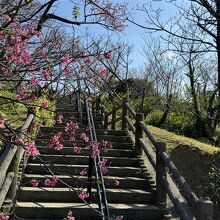 名護中央公園、名護城跡に続く階段と桜。