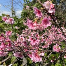 名護さくら祭り、名護中央公園にて。