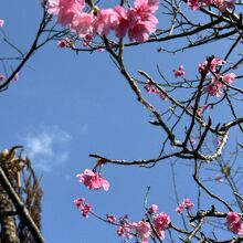 名護さくら祭り、名護中央公園にて。