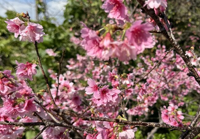 歴史は比較的新しい〝日本で最も早いさくら祭り〟のひとつである。