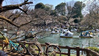 2024年3月31日（日）井の頭公園の桜はまだ蕾が多く一部で咲き始め、、桜の見頃は４月４日以降です_(⌒(_-ω-)_